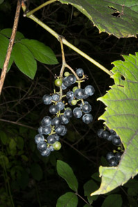 Vitis riparia (riverbank grape)