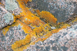 Xanthoria elegans (elegant sunburst lichen, sunburst lichen, elegant orange wall lichen)