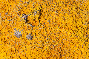 Xanthoria elegans (elegant sunburst lichen, sunburst lichen, elegant orange wall lichen)
