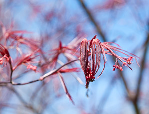 Acer palmatum (Beni Otake Japanese maple)