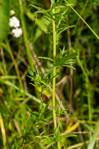 Achillea ptarmica (sneezewort, pearl yarrow, sneezeweed, bastard pellitory, European pellitory, fair-maid-of-France, goose tongue, wild pellitory, white tansy)