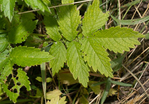 Agrimonia gryposepala (common agrimony, tall hairy agrimony, hooked agrimony, tall hairy grooveburr)