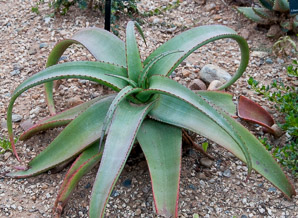Aloe alooides (Graskop aloe, grass head aloe)