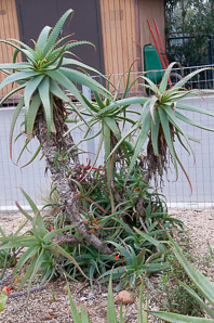 Aloe arborescens (krantz aloe, candelabra aloe)