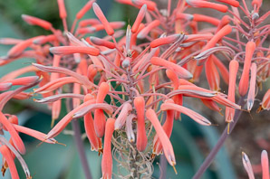 Aloe mubendiensis (Mubende aloe)