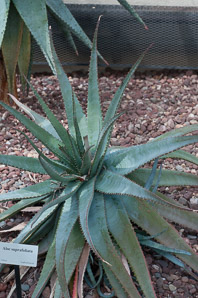 Aloe suprafoliata (boekaalwyn, book aloe)