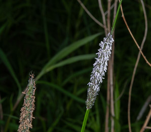 Alopecurus pratensis (field meadow-foxtail, meadow foxtail)
