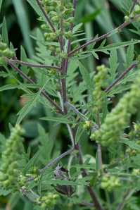 Ambrosia artemisiifolia (common ragweed, ragweed, bitterweed, annual ragweed, roman-wormwood, blackweed, carrot weed, hay fever weed, stammerwort, stickweed, tassel weed, American wormwood)
