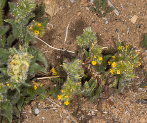 Amsinckia menziesii (orange fiddleneck, small-flowered fiddleneck, rancher’s fiddleneck, common fiddleneck, rancher’s fireweed, Menzies’ fiddleneck)