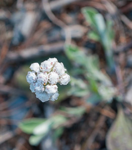 Antennaria neglecta (field pussytoes)