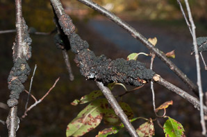 Apiosporina morbosa (black knot fungus)