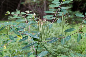 Apocynum cannabinum (dogbane, amy root, hemp dogbane, prairie dogbane, Indian hemp, rheumatism root, wild cotton, Indianhemp)