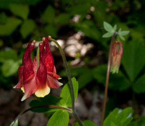 Aquilegia canadensis (red columbine, American columbine, Eastern columbine, Canada columbine, meetinghouses, rock bells, honeysuckle, rock lily, cluckies, jack-in-trousers, wild honeysuckle, granny’s bonnets, dancing fairies, wild columbine)