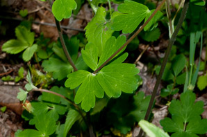 Aquilegia canadensis (red columbine, American columbine, Eastern columbine, Canada columbine, meetinghouses, rock bells, honeysuckle, rock lily, cluckies, jack-in-trousers, wild honeysuckle, granny’s bonnets, dancing fairies, wild columbine)