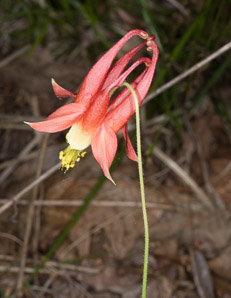 Aquilegia canadensis (red columbine, American columbine, Eastern columbine, Canada columbine, meetinghouses, rock bells, honeysuckle, rock lily, cluckies, jack-in-trousers, wild honeysuckle, granny’s bonnets, dancing fairies, wild columbine)
