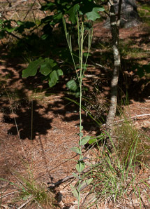 Arabis glabra (tower mustard, tower rockcress)