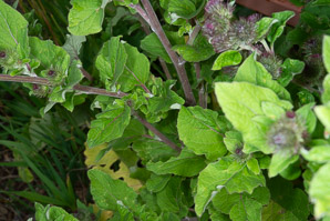 Arctium minus (burdock, common burdock, lesser burdock)