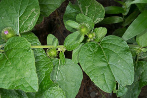 Arctium minus (burdock, common burdock, lesser burdock)