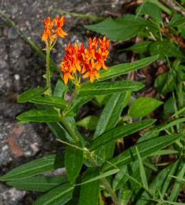 Asclepias tuberosa (butterfly milkweed, butterflyweed, orange milkweed, pleurisy root)