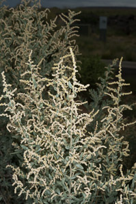 Atriplex canescens (fourwing saltbush, four-winged saltbush, chamiso, chamiza, four-wing saltbush)