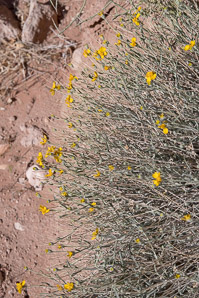 Baileya pauciradiata (laxflower, Colorado desert marigold, Colorodo Desert Marigold)