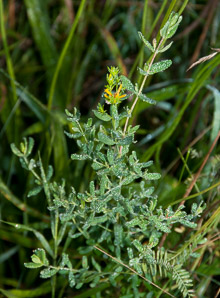 Baptisia tinctoria (wild indigo, yellow false indigo, horseflyweed, rattleweed)