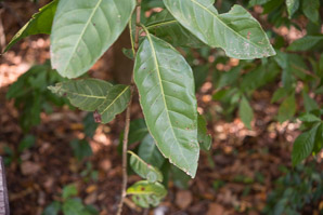 Bourreria succulenta (strongbark, smooth strongback, Bahama strongbark, bodywood)