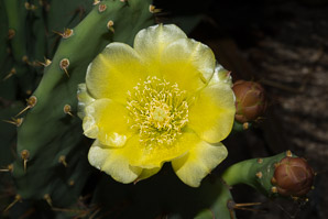 Brasiliopuntia brasiliensis (Brazilian prickly pear)