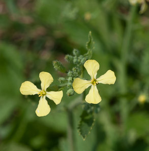 Brassica juncea (brown mustard, mustard greens, Indian mustard, Chinese mustard, kai choi)