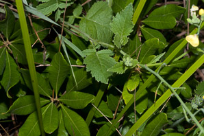 Brassica juncea (brown mustard, mustard greens, Indian mustard, Chinese mustard, kai choi)