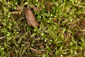 Bryoandersonia illecebra (spoon-leaved moss, bryoandersonia moss)