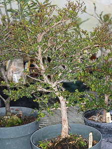 Bucida molinetii (black olive, spiny black olive, Ming tree, dwarf geometry tree, spiny bucida)