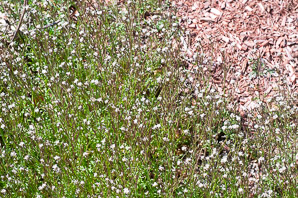 Cardamine hirsuta (hairy bittercress, pepperweed, shotweed, snapweed)