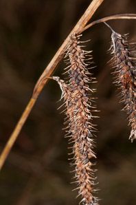 Carex gynandra (nodding sedge)