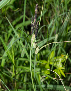Carex nigra (black sedge, smooth black sedge)
