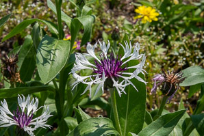 Centaurea lugdunensis