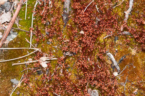 Ceratodon purpureus (fire moss, purple horn-toothed moss, ceratodon moss)