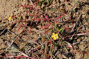 Chamaesyce bombensis (southern seaside spurge, dixie sandmat)