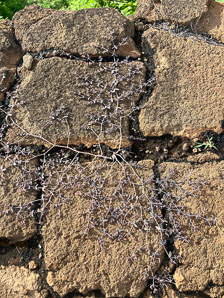 Chamaesyce nummularia (New Zealand spinach, prostrate spurge, lechoso de suelo)