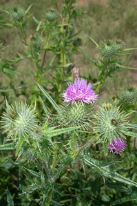 Cirsium vulgare (bull thistle)