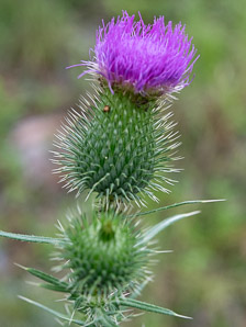 Cirsium vulgare (bull thistle)
