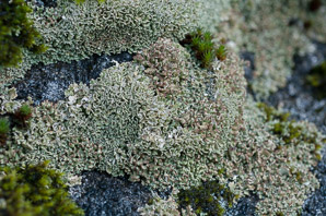Cladonia coniocraea (common powderhorn, powderhorn cup lichen, cup lichen)