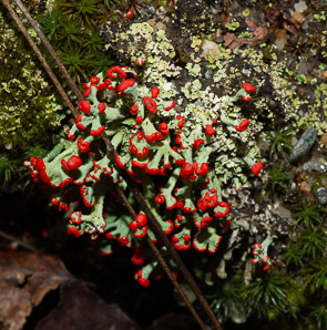 Cladonia cristatella (British soldiers, cup lichen, British soldier lichen)
