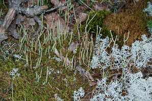 Cladonia rei (wand lichen, cup lichen, sordid powderhorn)
