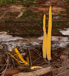 Clavulinopsis laeticolor (golden fairy club)