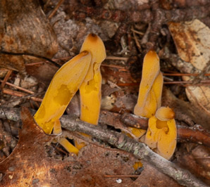 Clavulinopsis laeticolor (golden fairy club)