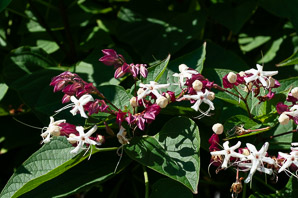 Clerodendrum trichotomum (harlequin glorybower, peanut butter tree)