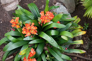 Clivia miniata (kaffir lily, Natal lily, bush lily)