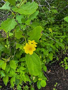 Cordia lutea (yellow cordia, muyoyo)