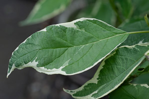 Cornus alba (Siberian dogwood, Tatarian dogwood, Siber)
